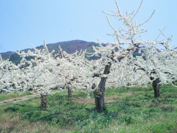 寒河江・堀口法律事務所